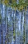 Picture of USA- WASHINGTON STATE- SEABECK. CLOSE-UP OF ICICLES AND MOSS.