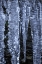 Picture of USA- WASHINGTON STATE- SEABECK. CLOSE-UP OF ICICLES.