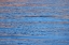 Picture of USA- WASHINGTON STATE- SEABECK. SUNRISE REFLECTED ON HOOD CANAL.