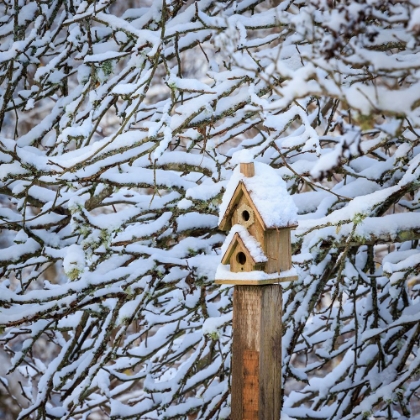 Picture of USA- WASHINGTON STATE- SEABECK. SNOW-COVERED BIRD HOUSE AND TREE LIMBS.