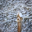 Picture of USA- WASHINGTON STATE- SEABECK. SNOW-COVERED BIRD HOUSE AND TREE LIMBS.