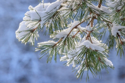 Picture of USA- WASHINGTON STATE- SEABECK. SNOWY SHORE PINE TREE BRANCHES.