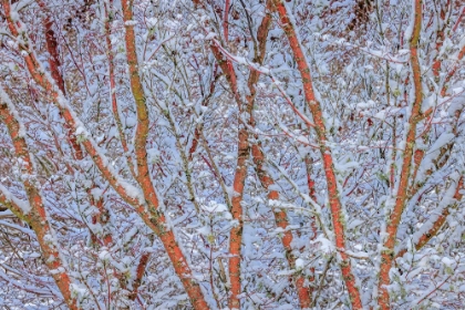 Picture of USA- WASHINGTON STATE- SEABECK. SNOW-COVERED CORAL BARK JAPANESE MAPLE TREE.