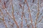 Picture of USA- WASHINGTON STATE- SEABECK. SNOW-COVERED CORAL BARK JAPANESE MAPLE TREE.