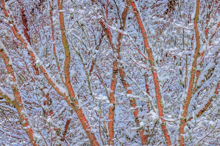 Picture of USA- WASHINGTON STATE- SEABECK. SNOW-COVERED CORAL BARK JAPANESE MAPLE TREE.