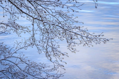 Picture of USA- WASHINGTON STATE- SEABECK. SNOW-COVERED ALDER TREE BRANCHES ON SHORE OF HOOD CANAL.
