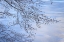 Picture of USA- WASHINGTON STATE- SEABECK. SNOW-COVERED ALDER TREE BRANCHES ON SHORE OF HOOD CANAL.