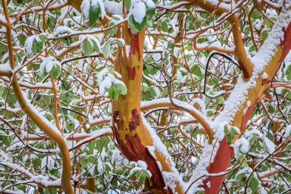 Picture of USA- WASHINGTON STATE- SEABECK. DETAIL OF SNOW-COVERED MADRONA TREE BRANCHES.