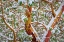 Picture of USA- WASHINGTON STATE- SEABECK. DETAIL OF SNOW-COVERED MADRONA TREE BRANCHES.