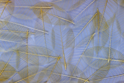Picture of USA- WASHINGTON STATE- SEABECK. PATTERN OF SKELETONIZED LEAVES.