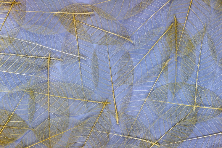 Picture of USA- WASHINGTON STATE- SEABECK. PATTERN OF SKELETONIZED LEAVES.