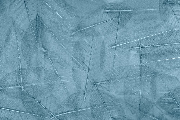 Picture of USA- WASHINGTON STATE- SEABECK. PATTERN OF SKELETONIZED LEAVES.
