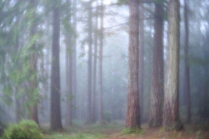 Picture of USA- WASHINGTON STATE. SEABECK- SCENIC BEACH STATE PARK. MORNING FOG IN FOREST.