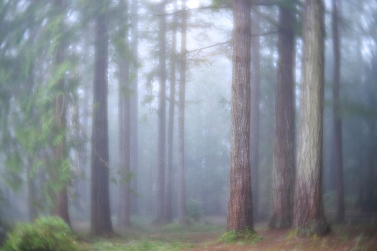 Picture of USA- WASHINGTON STATE. SEABECK- SCENIC BEACH STATE PARK. MORNING FOG IN FOREST.