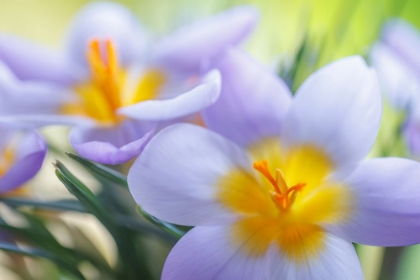 Picture of USA- WASHINGTON STATE- SEABECK. CROCUS BLOSSOMS IN SPRING.