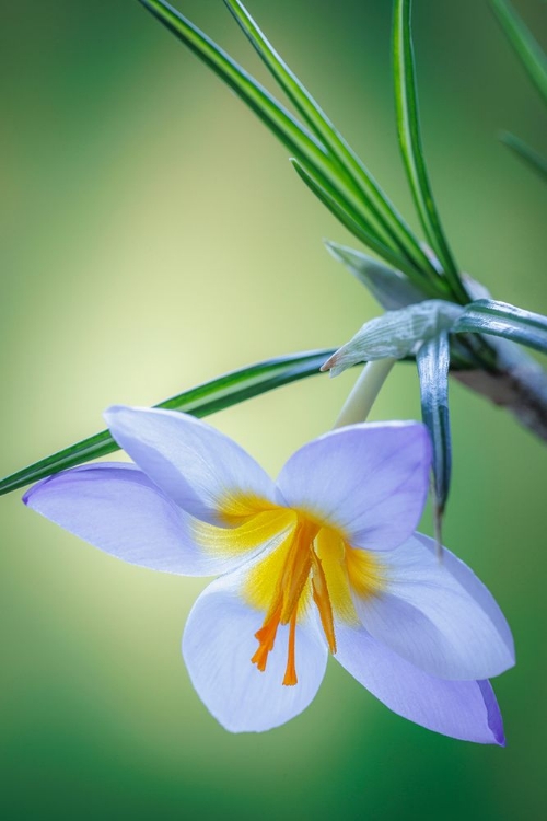 Picture of USA- WASHINGTON STATE- SEABECK. CROCUS BLOSSOM IN SPRING.