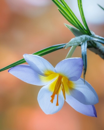 Picture of USA- WASHINGTON STATE- SEABECK. CROCUS BLOSSOM IN SPRING.