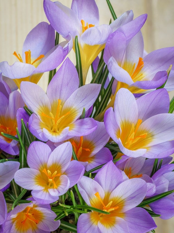 Picture of USA- WASHINGTON STATE- SEABECK. CROCUS BLOSSOMS IN SPRING.