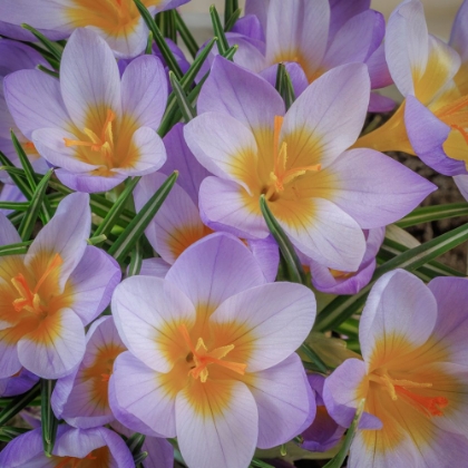 Picture of USA- WASHINGTON STATE- SEABECK. CROCUS BLOSSOMS IN SPRING.