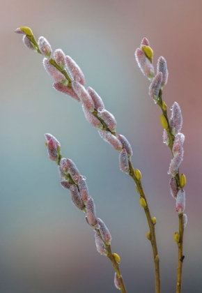 Picture of USA- WASHINGTON STATE- SEABECK. DEW-COVERED PUSSY WILLOWS.