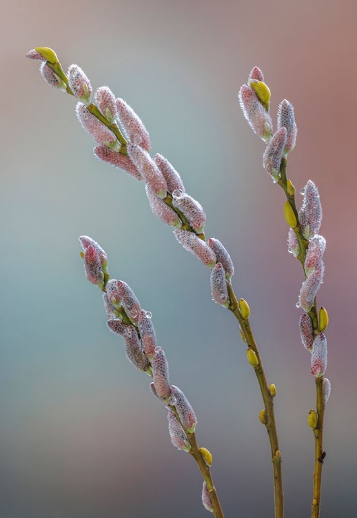 Picture of USA- WASHINGTON STATE- SEABECK. DEW-COVERED PUSSY WILLOWS.