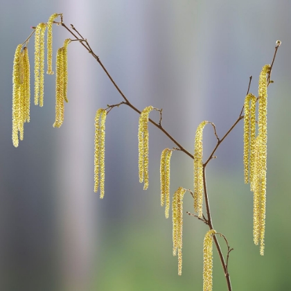 Picture of USA- WASHINGTON STATE- SEABECK. POLLEN-PRODUCING MALE PARTS OF BEAKED HAZELNUT CATKIN PLANT.