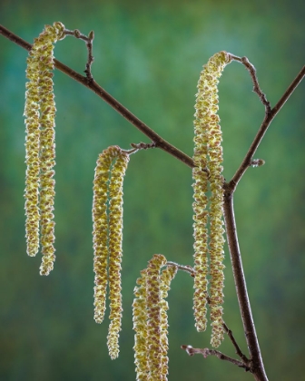 Picture of USA- WASHINGTON STATE- SEABECK. POLLEN-PRODUCING MALE PARTS OF BEAKED HAZELNUT CATKIN PLANT.