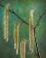 Picture of USA- WASHINGTON STATE- SEABECK. POLLEN-PRODUCING MALE PARTS OF BEAKED HAZELNUT CATKIN PLANT.