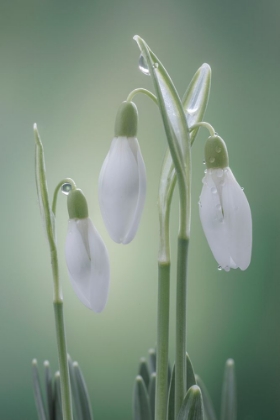 Picture of USA- WASHINGTON STATE- SEABECK. BUDS OF SNOWDROP FLOWERS.