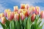 Picture of USA- WASHINGTON STATE- SEABECK. RED AND YELLOW TULIPS IN BLOOM.