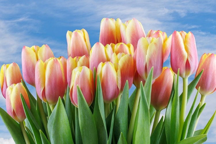 Picture of USA- WASHINGTON STATE- SEABECK. RED AND YELLOW TULIPS IN BLOOM.