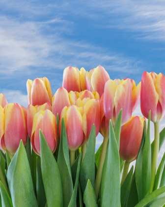 Picture of USA- WASHINGTON STATE- SEABECK. RED AND YELLOW TULIPS IN BLOOM.