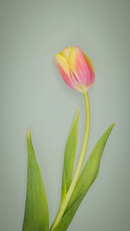 Picture of USA- WASHINGTON STATE- SEABECK. RED AND YELLOW TULIP IN BLOOM.