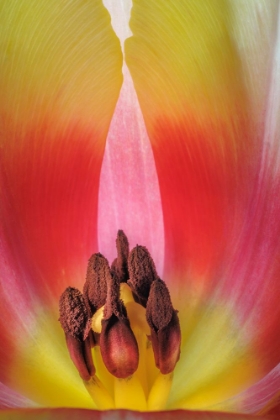 Picture of USA- WASHINGTON STATE- SEABECK. STAMEN IN RED AND YELLOW TULIP BLOSSOM.