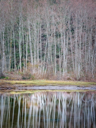 Picture of USA- WASHINGTON STATE- SEABECK. WINTER ALDER TREES REFLECT IN NICKS LAGOON.