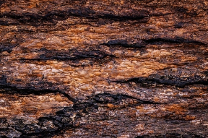 Picture of USA- WASHINGTON STATE- SEABECK. DOUGLAS FIR BARK CLOSE-UP.