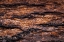 Picture of USA- WASHINGTON STATE- SEABECK. DOUGLAS FIR BARK CLOSE-UP.