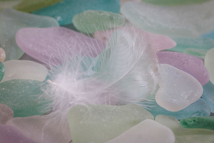 Picture of USA- WASHINGTON STATE- SEABECK. FEATHER AND BEACH GLASS CLOSE-UP.