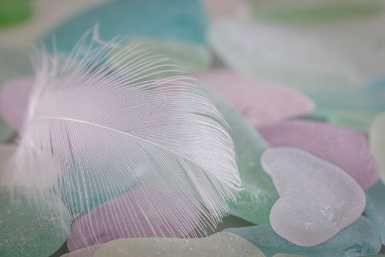 Picture of USA- WASHINGTON STATE- SEABECK. FEATHER AND BEACH GLASS CLOSE-UP.