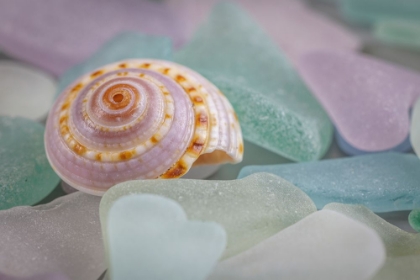 Picture of USA- WASHINGTON STATE- SEABECK. SEASHELL AND BEACH GLASS.