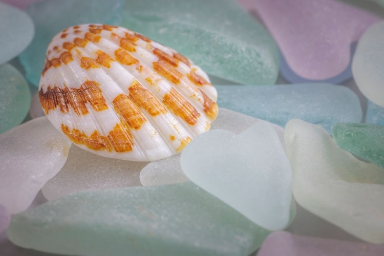 Picture of USA- WASHINGTON STATE- SEABECK. SEASHELL AND BEACH GLASS.