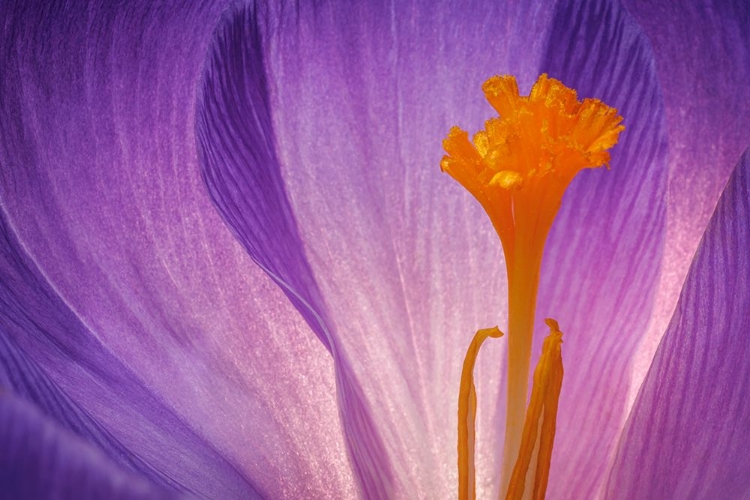 Picture of USA- WASHINGTON STATE- SEABECK. PURPLE CROCUS BLOSSOM CLOSE-UP.