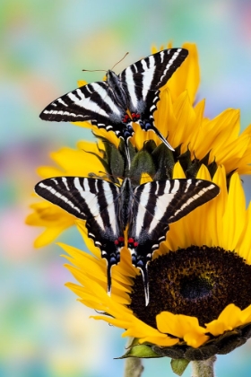 Picture of USA- WASHINGTON STATE- SAMMAMISH. ZEBRA SWALLOWTAIL BUTTERFLY ON SUNFLOWER