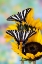 Picture of USA- WASHINGTON STATE- SAMMAMISH. ZEBRA SWALLOWTAIL BUTTERFLY ON SUNFLOWER