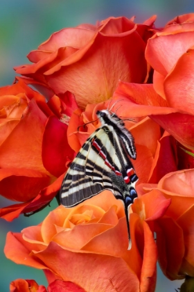 Picture of USA- WASHINGTON STATE- SAMMAMISH. ZEBRA SWALLOWTAIL BUTTERFLY ON ORANGE ROSES