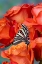 Picture of USA- WASHINGTON STATE- SAMMAMISH. ZEBRA SWALLOWTAIL BUTTERFLY ON ORANGE ROSES