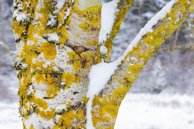 Picture of USA- WASHINGTON STATE. BELLEVUE FRESH SNOW ON BIRCH TREE TRUNKS