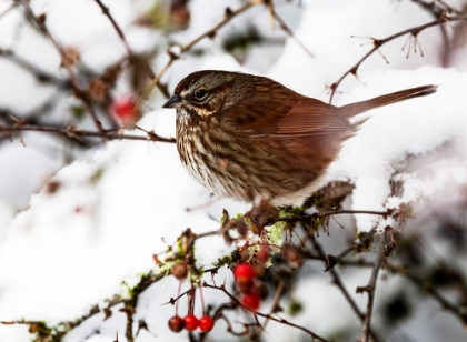 Picture of USA- WASHINGTON STATE- SAMMAMISH. SPARROW ON SNOW COVERED CRABAPPLE TREE