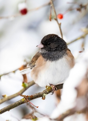 Picture of USA- WASHINGTON STATE- SAMMAMISH. JUNCO ON SNOW COVERED CRABAPPLE TREE