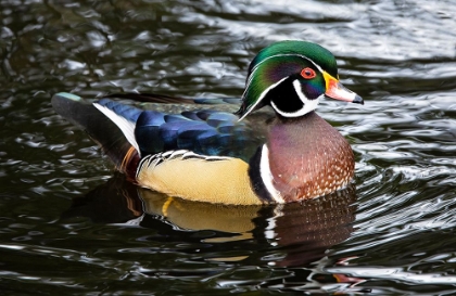 Picture of USA- WASHINGTON STATE- SAMMAMISH. YELLOW LAKE WITH MALE DRAKE WOOD DUCK